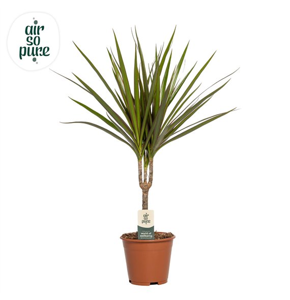 Dracena marginata Marginata p14 (Air so Pure) 1 pp 55cm 14cm Q1730
