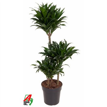 Dracena fragr  compacta Compacta 60-30-15pp 90cm 21cm Q1739