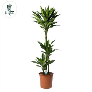 Dracena frag  der janet lind Janet Lind p24 75+30+10 3 pp 125cm 24cm Q1809