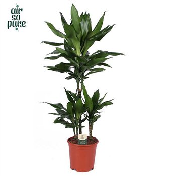 Dracena frag  der janet lind Janet Lind p21 45+15+10 (Air so Pure) 3 pp 90cm 21cm Q1814