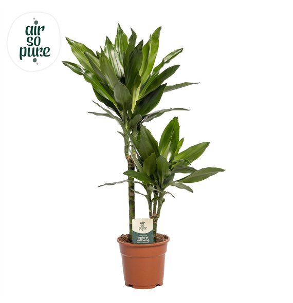 Dracena frag  der janet lind Janet Lind p17 30+10 (Air so Pure) 2 pp 75cm 17cm Q1815