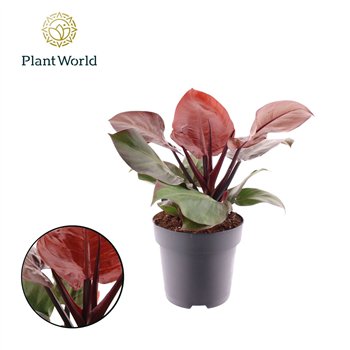 Philodendron Cherry Red other pp 50cm 19cm Q3588