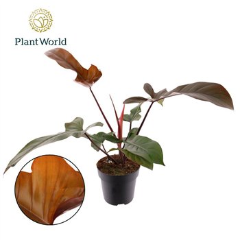 Philodendron Florida Bronze 1 pp 55cm 19cm Q3589
