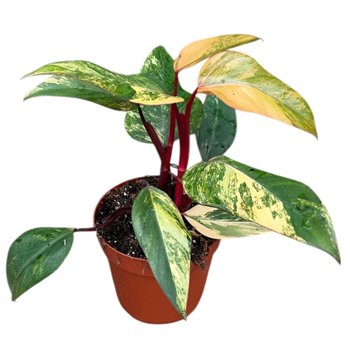 Philodendron philodendron strawberry shake 1 pp 40cm 14cm Q3597