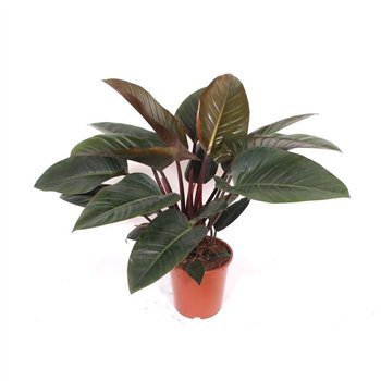 Philodendron Congo Red2 pp 90cm 27cm Q3598