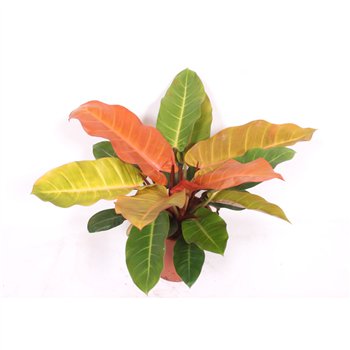 Philodendron Prince of Orange1 pp 80cm 27cm Q3606