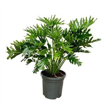 Philodendron Selloum - 130cm 12 pp 130cm 40cm Q3609