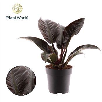 Philodendron imperial red Imperial Red 1 pp 50cm 19cm Q3614