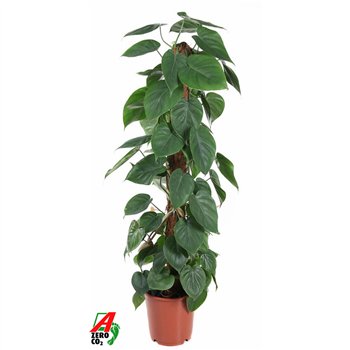 Philodendron scandens Scandens Kratiste P24pp 120cm 24cm Q3626