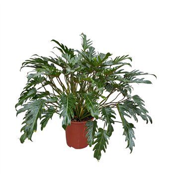 Philodendron xanadu Xanadu - 100cm 10 pp 100cm 30cm Q3627