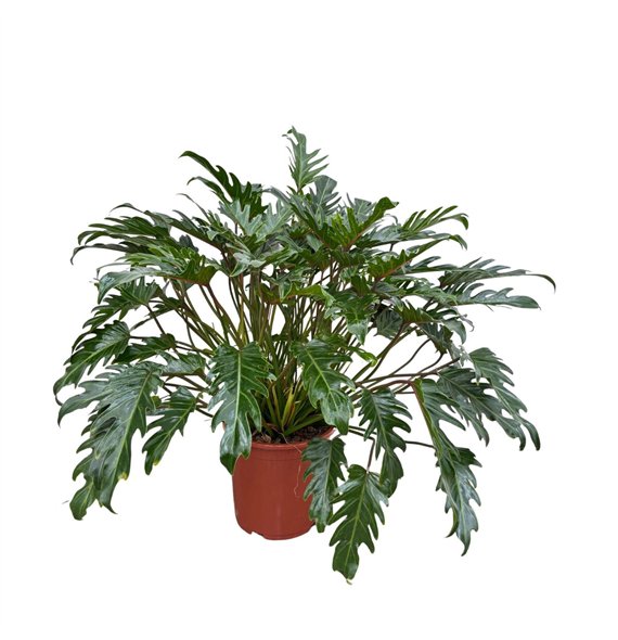 Philodendron xanadu Xanadu - 100cm 10 pp 100cm 30cm Q3627