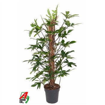 Philodendron pedatum Pedatum mosstok P24 (NO GAP)pp 120cm 24cm Q3635