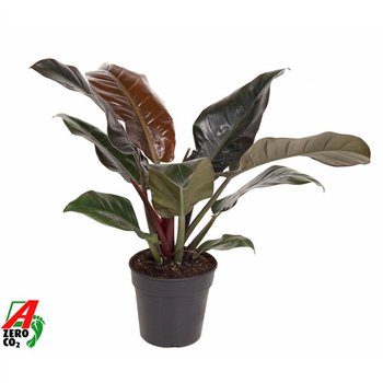 Philodendron imperial red Imperial Red P19pp 60cm 19cm Q3636