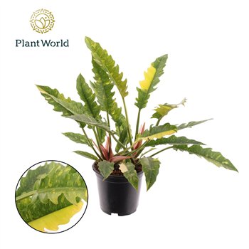 Philodendron Ring of Fire narrow 1 pp 50cm 19cm Q3638