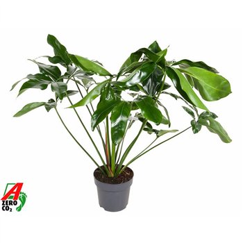 Philodendron green wonder Green Wonder P24 (NO GAP)pp 110cm 24cm Q3640
