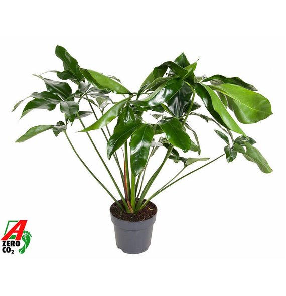 Philodendron green wonder Green Wonder P24 (NO GAP)pp 110cm 24cm Q3640