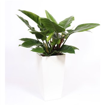 Philodendron imperial green Imperial Green in Piza pot  wit 2 pp 110cm 33cm Q3641