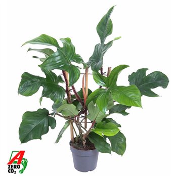 Philodendron red wonder Red Wonder(Squamiferum) on rek P19 (NO GAP)pp 60cm 19cm Q3645