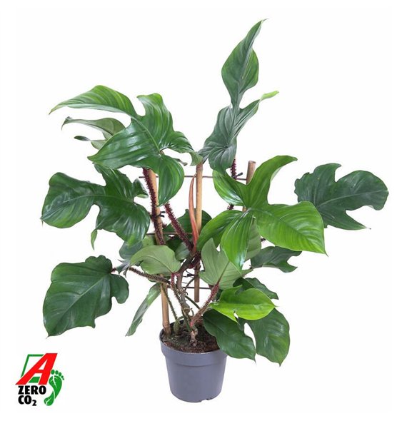Philodendron red wonder Red Wonder(Squamiferum) on rek P19 (NO GAP)pp 60cm 19cm Q3645