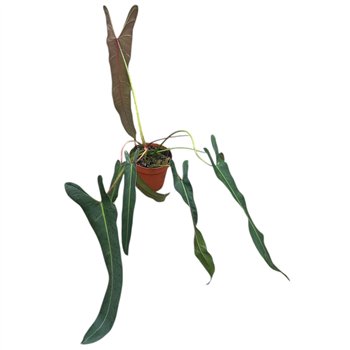 Plants Philodendron Spiritus Sancti 1 pp 50cm 17cm Q3650