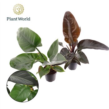 Philodendron mix Imperial Green & Red 1 pp 40cm 12cm Q3607