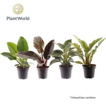Philodendron mixed div  kinds P12 1 pp 30cm 12cm Q3619