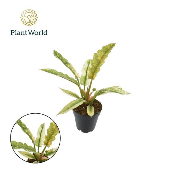 Philodendron Ring of Fire narrow P12 1 pp 30cm 12cm Q3646