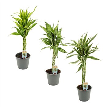 Dracena sanderiana mix Sanderiana vlecht 12 cm 5 pp 50cm 12cm Q1737