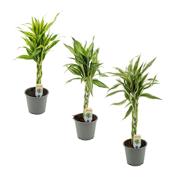 Dracena sanderiana mix Sanderiana vlecht 12 cm 5 pp 50cm 12cm Q1737