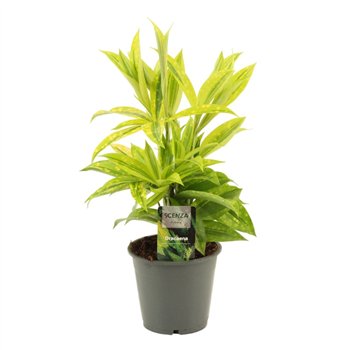 Dracena surculosa mike 12cm 40cm 12cm Q1821