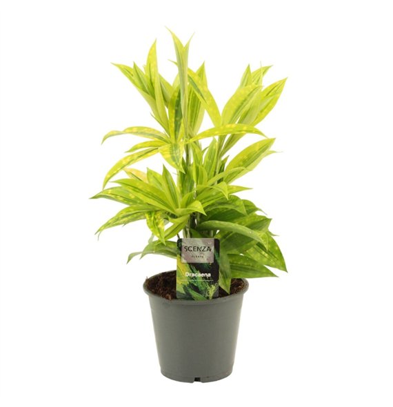 Dracena surculosa mike 12cm 40cm 12cm Q1821