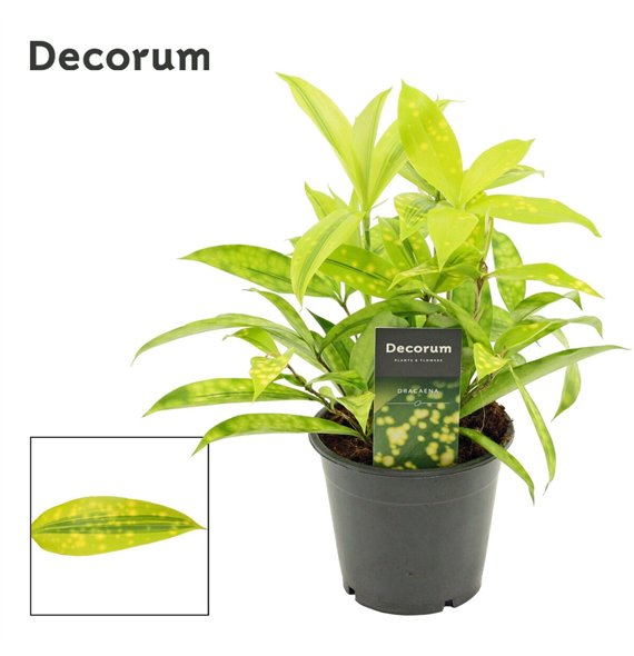 Dracena surculosa mike Kopstek 12cm 25cm 12cm Q1827