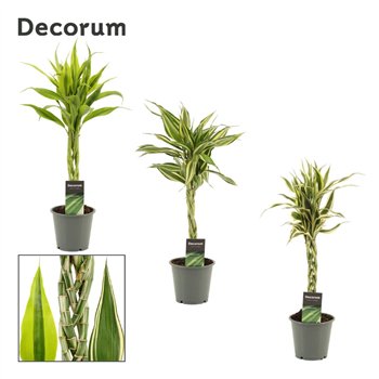 Dracena sanderiana mix Vlecht 12cm 50cm 12cm Q1832