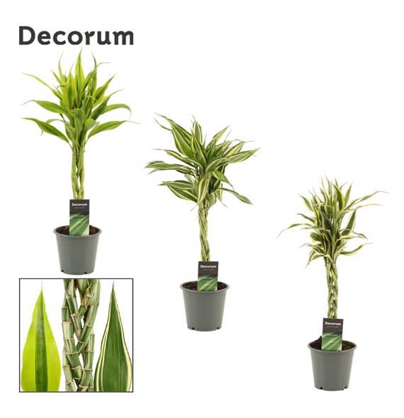 Dracena sanderiana mix Vlecht 12cm 50cm 12cm Q1832