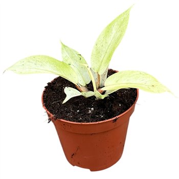 Philodendron Snowdrift 1 pp 10cm 8cm Q3591