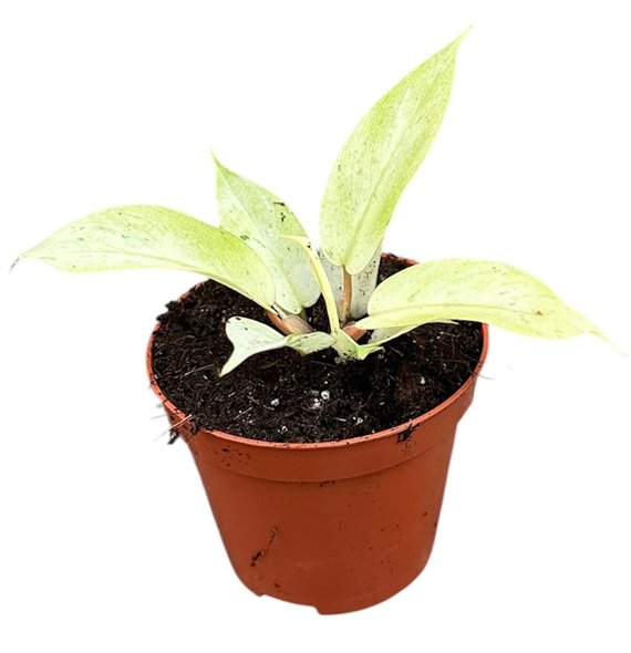 Philodendron Snowdrift 1 pp 10cm 8cm Q3591