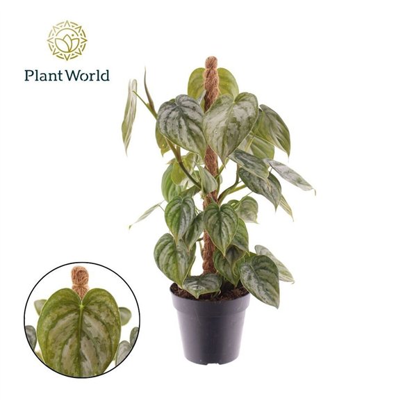 Philodendron brandtianum Brandtianum Mosstok 3 pp 40cm 12cm Q3595