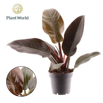 Philodendron imperial red Imperial Red 1 pp 40cm 12cm Q3615