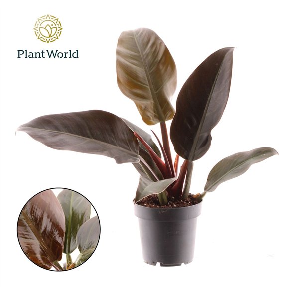 Philodendron imperial red Imperial Red 1 pp 40cm 12cm Q3615