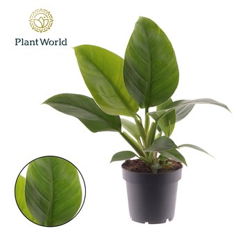 Philodendron imperial green Imperial Green 1 pp 40cm 12cm Q3616