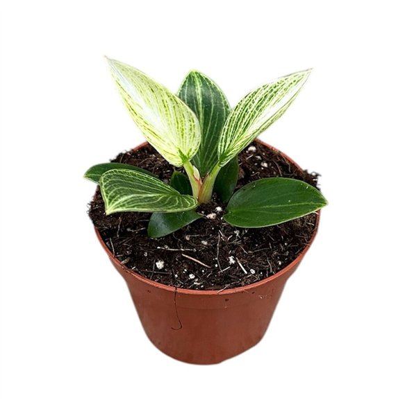 Philodendron Birkin Galaxy 1 pp 20cm 10.5cm Q3622