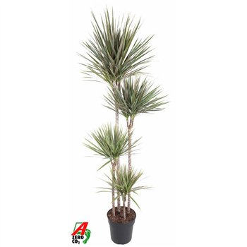 Dracena marg  bicolor Bicolor 120-90-60-30pp 180cm 27cm Q1740