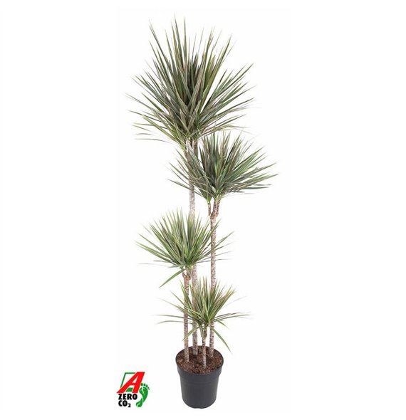 Dracena marg  bicolor Bicolor 120-90-60-30pp 180cm 27cm Q1740