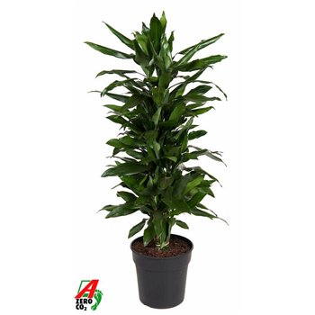 Dracena fragr  janet lind Janet Lind branched P27pp 130cm 27cm Q1769