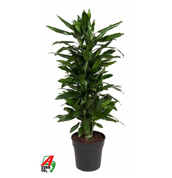 Dracena fragr  janet lind Janet Lind branched P27pp 130cm 27cm Q1769