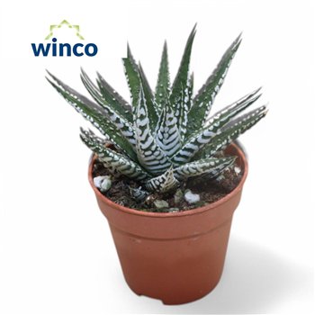 Haworthia alba Alba1 pp 14cm 5.5cm Q2203