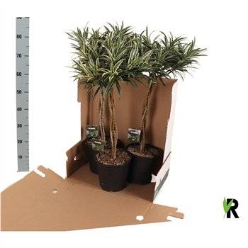 Dracena reflexa Valentina braided stem in fust 352 1 pp 3 stems plnt 85cm 21cm Q1761