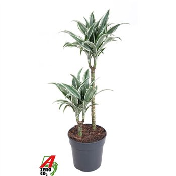Dracena fragr  compacta white jewel White Jewel 45-152 pp 90cm 19cm Q1776