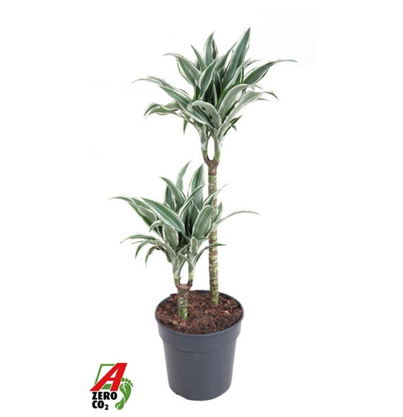 Dracena fragr  compacta white jewel White Jewel 45-152 pp 90cm 19cm Q1776