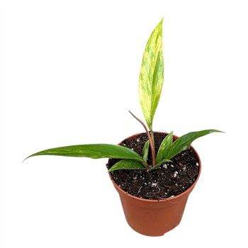 Philodendron philodendron caramel marble 1 pp 12cm 8cm Q3608